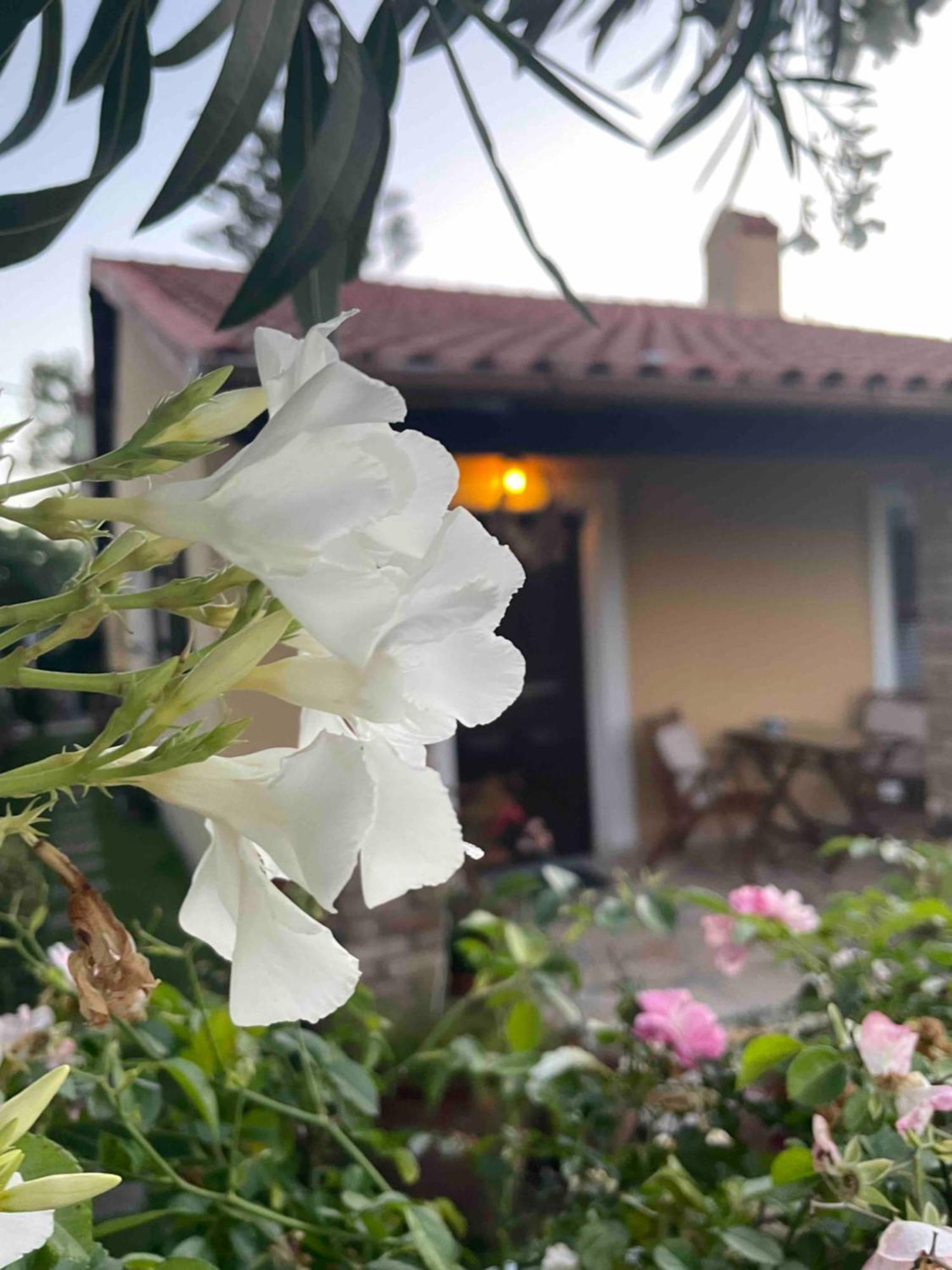 Villa Tina Country Beach Apartments Acharavi (Corfu) Quarto foto